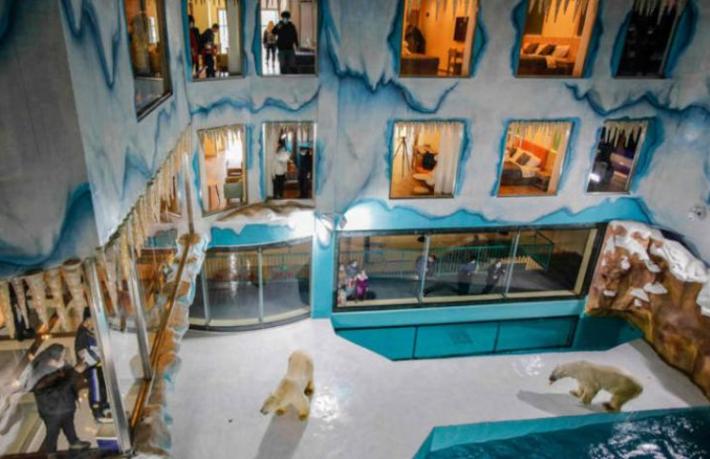 Çin’de ayı oteli: Kutup ayıları müşterilerle birlikte yaşıyor