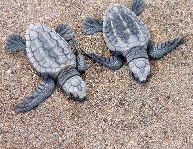 Caretta Carettalar, Kervansaray'da hayat buldu...